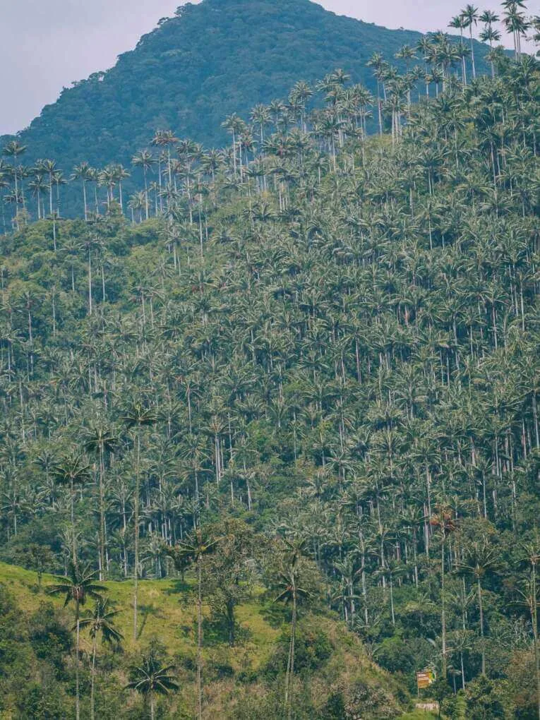 Vallée de la Carbonera (Tochecito), la plus grande forêt de palmiers de cire de Colombie