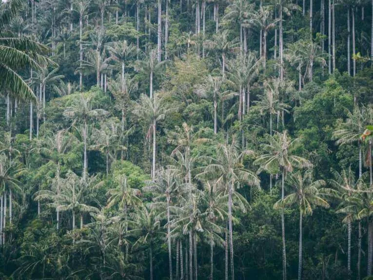 Vallée de la Carbonera (Tochecito), la plus grande forêt de palmiers de cire de Colombie