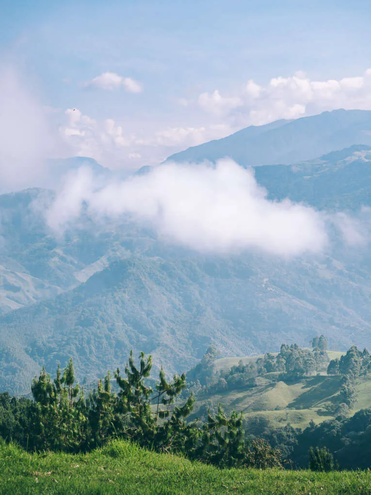 Vallée de la Carbonera (Tochecito), la plus grande forêt de palmiers de cire de Colombie