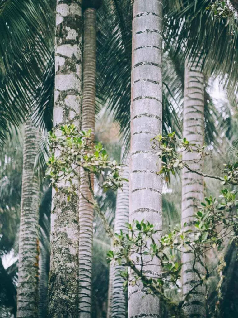 Vallée de la Carbonera (Tochecito), la plus grande forêt de palmiers de cire de Colombie