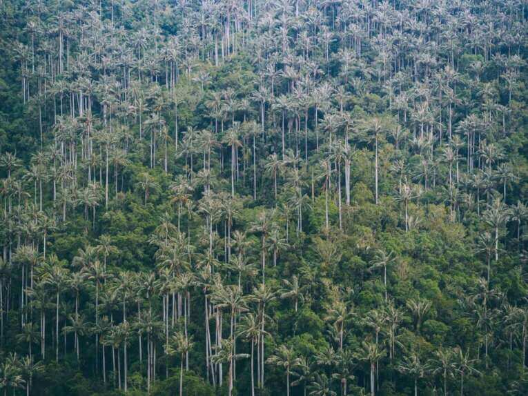 Carbonera Valley travel guide: visit the largest wax palm forest