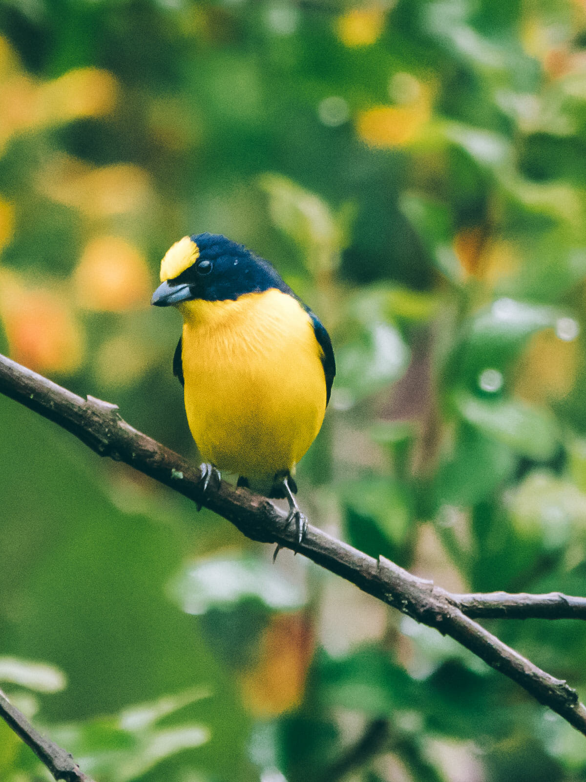 Colombia Birdwatching travel guide where to do birding in Colombia (2026)