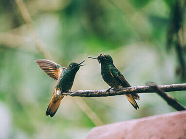 Colombia Birdwatching travel guide: where to do birding in Colombia