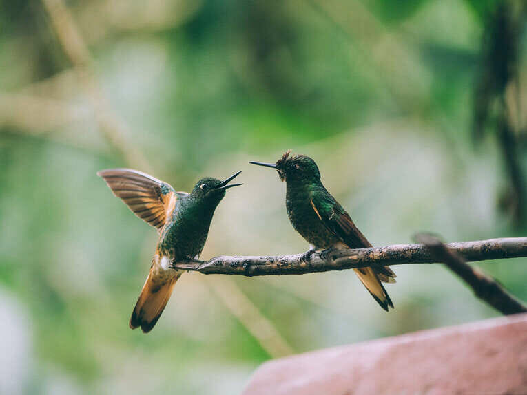 Colombia Birdwatching travel guide: where to do birding in Colombia