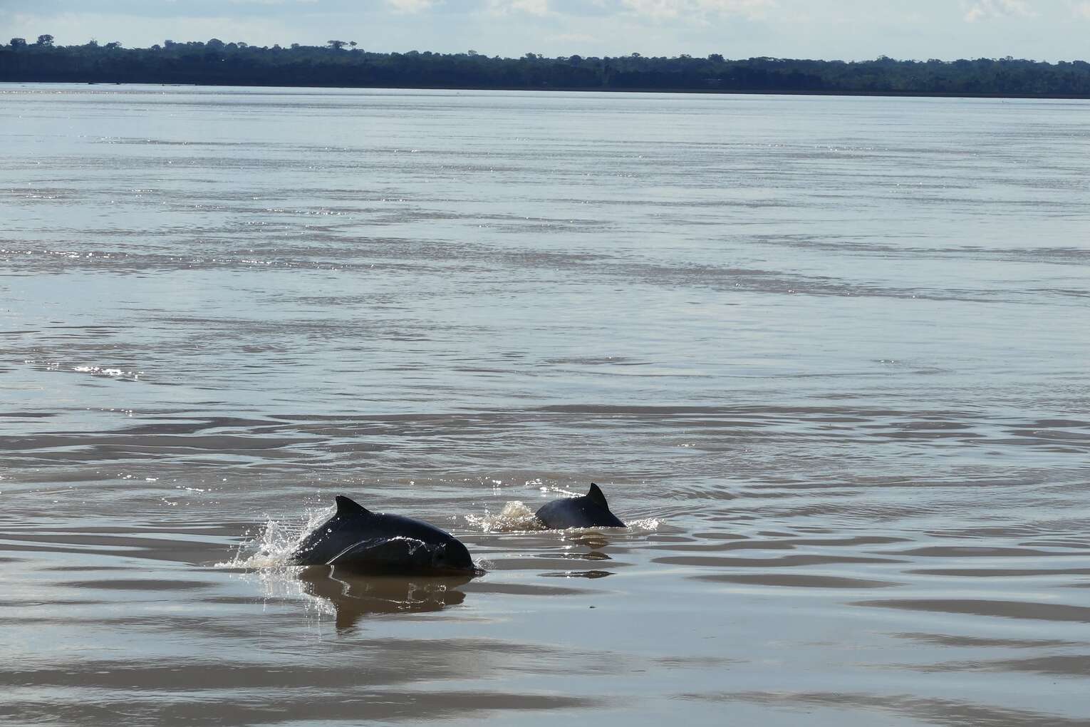 Amazon river dolphins travel guide: Where to see pink river dolphins in Colombia