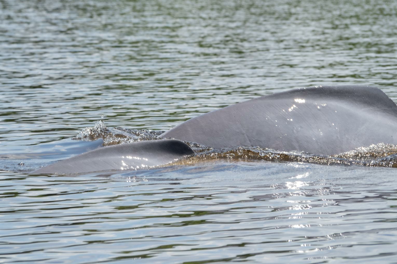 Amazon river dolphins travel guide: Where to see pink river dolphins in Colombia