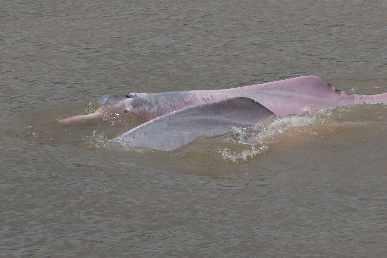 Amazon river dolphins travel guide: Where to see pink river dolphins in Colombia