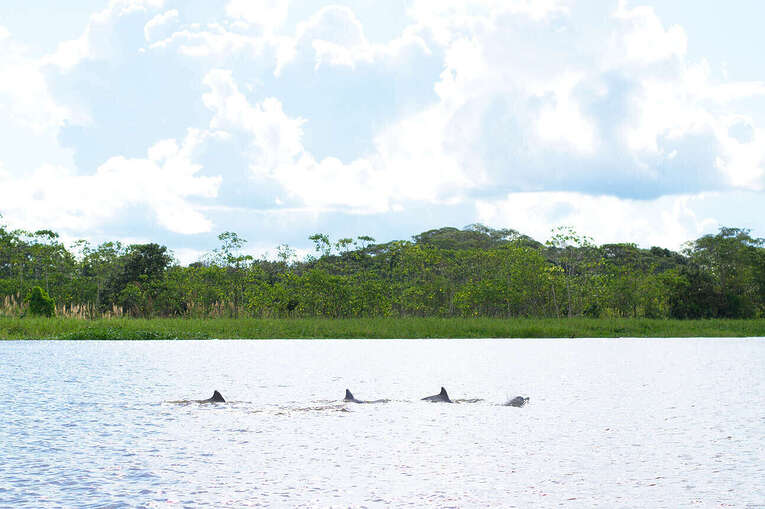 Amazon river dolphins travel guide: Where to see pink river dolphins in Colombia