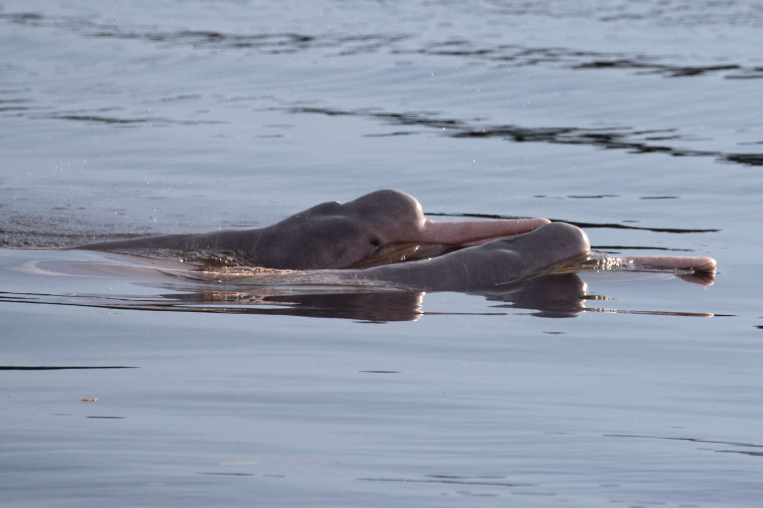 Amazon river dolphins travel guide: Where to see pink river dolphins in Colombia