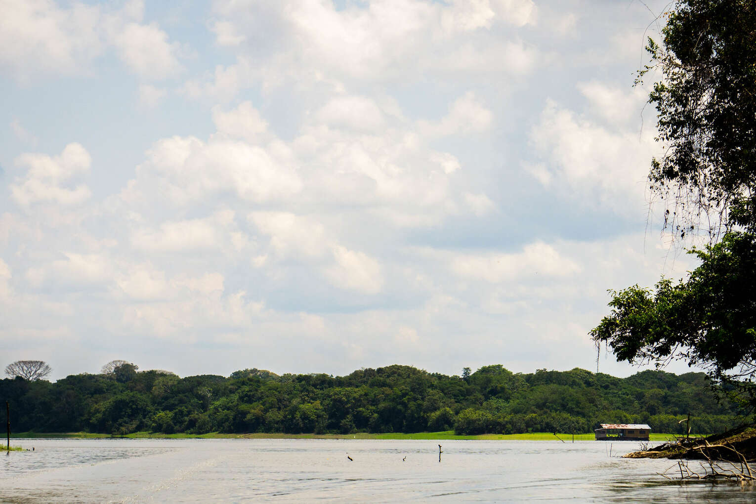 Amazon river dolphins travel guide: Where to see pink river dolphins in Colombia