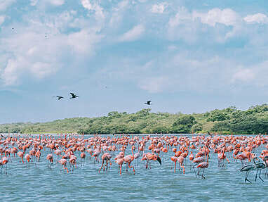 Flamingos watching at Los Flamencos Wildlife Sanctuary