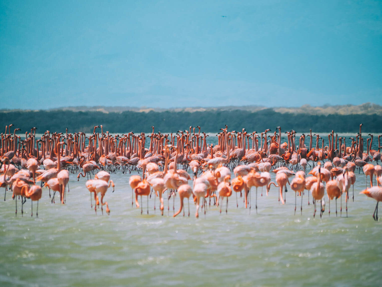 Flamingos watching at Los Flamencos Wildlife Sanctuary Flamingos watching at Los Flamencos Wildlife Sanctuary