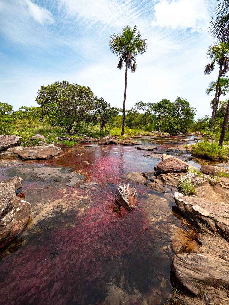 Caño Sabana, the river of 5 colors in Guaviare (the small caño cristales)