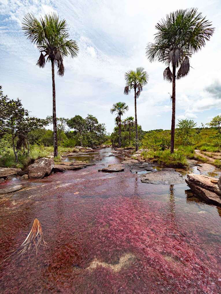 Caño Sabana, the river of 5 colors in Guaviare (the small caño cristales)
