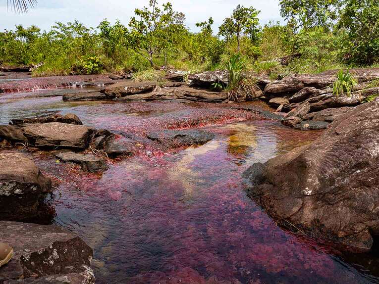 Caño Sabana, the river of 5 colors in Guaviare (the small caño cristales)