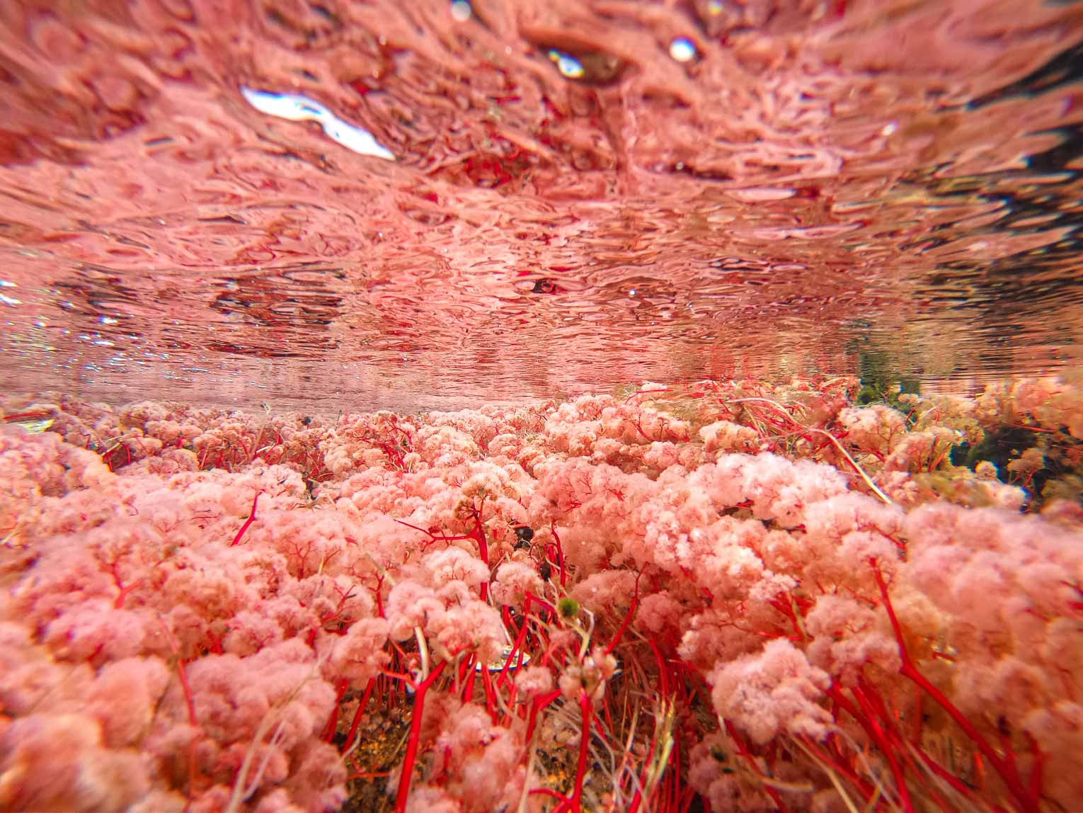 Caño Sabana, the river of 5 colors in Guaviare (the small caño cristales)