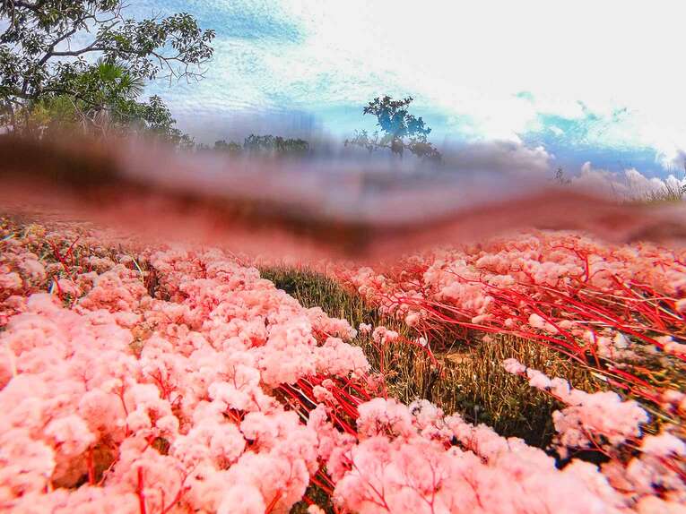 Caño Sabana, the river of 5 colors in Guaviare (the small caño cristales)