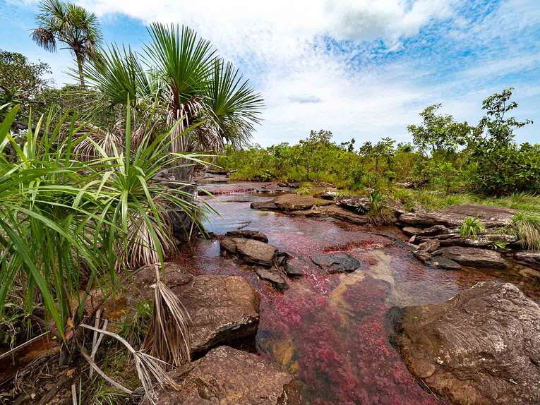 Caño Sabana, the river of 5 colors in Guaviare (the small caño cristales)