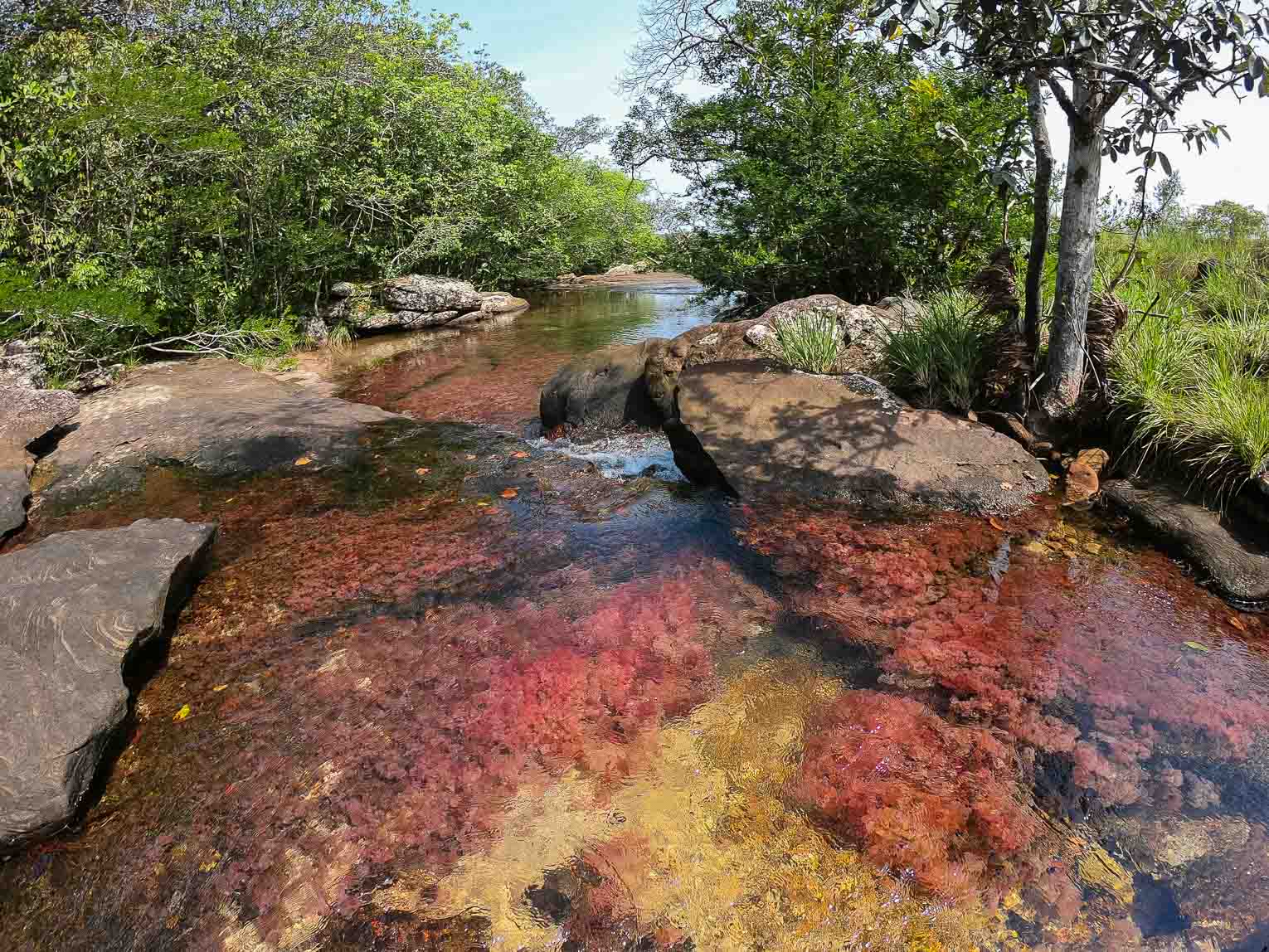 Caño Sabana, the river of 5 colors in Guaviare (the small caño cristales)