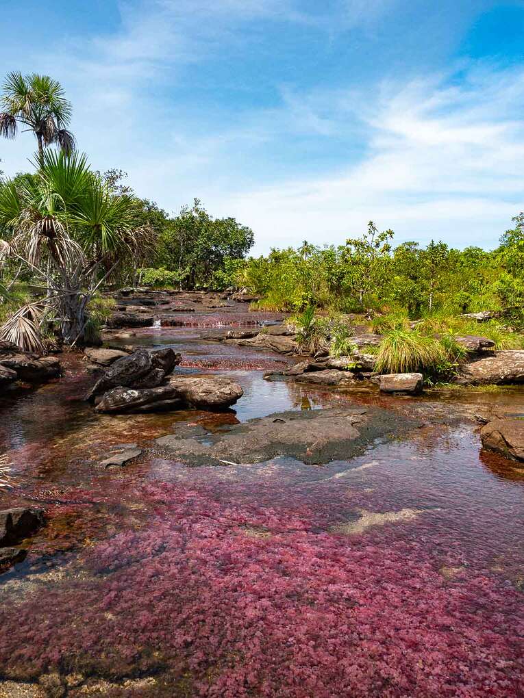 Caño Sabana, the river of 5 colors in Guaviare (the small caño cristales)