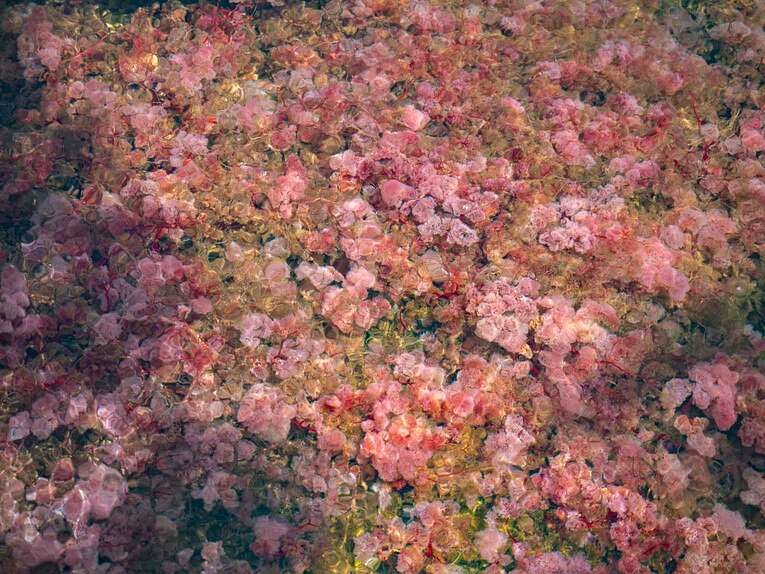 Caño Sabana, the river of 5 colors in Guaviare (the small caño cristales)