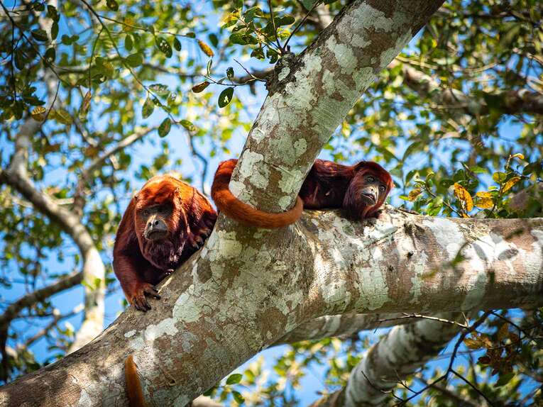 Wildlife watching in Colombia