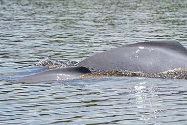 The pink dolphins of Laguna Damas de Nare in the Guaviare River that brought peace