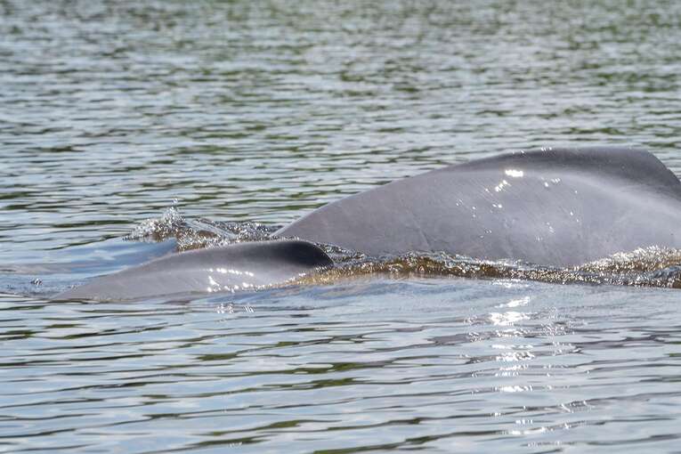 The pink dolphins of Laguna Damas de Nare in the Guaviare River that brought peace