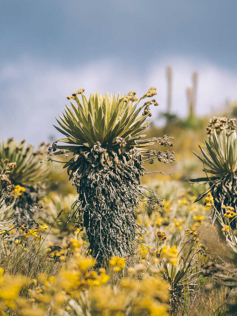 Trek to Paramo de Sumapaz, a beautiful hike around Bogota