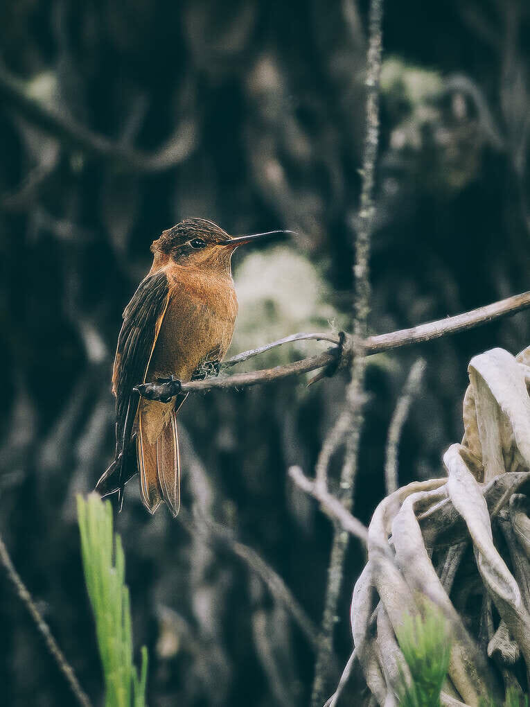 Trek to Paramo de Sumapaz, a beautiful hike around Bogota