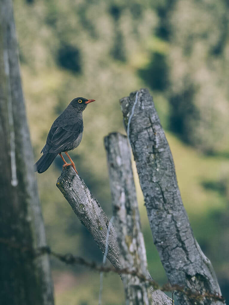 Trek to Paramo de Sumapaz, a beautiful hike around Bogota