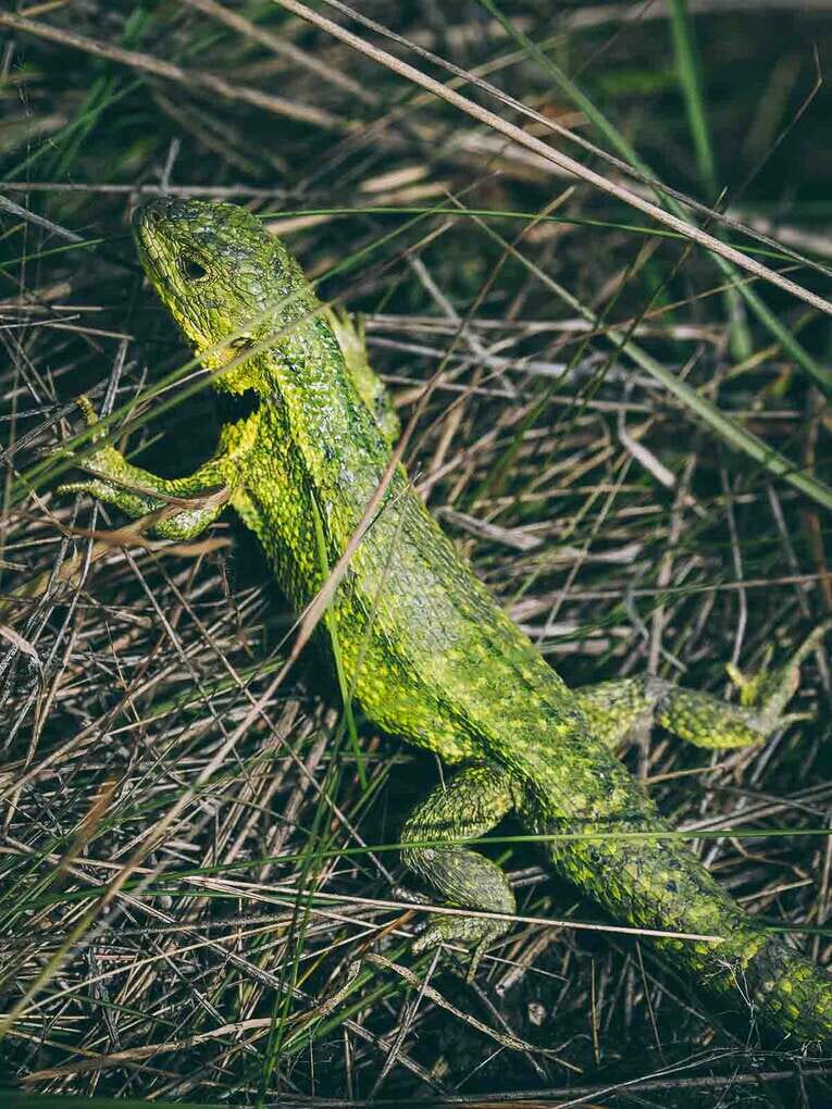 Trek to Paramo de Sumapaz, a beautiful hike around Bogota