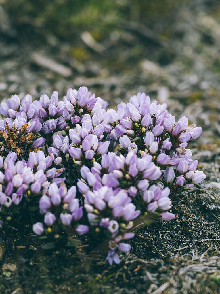 Trek to Paramo de Sumapaz, a beautiful hike around Bogota