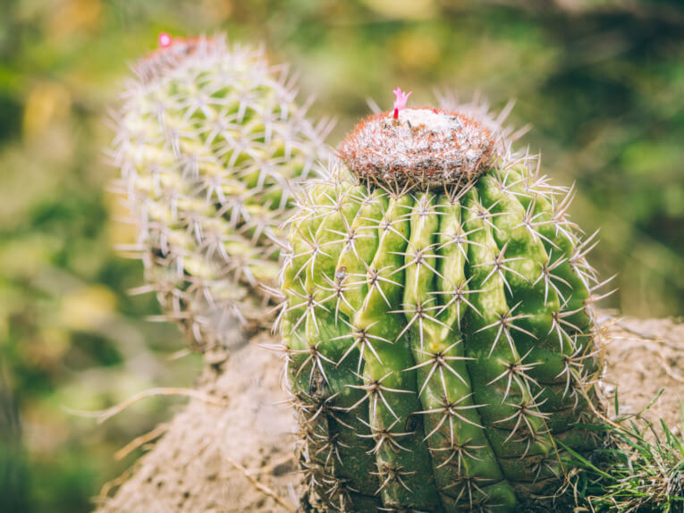 Visit Tatacoa Desert travel guide: one of the natural wonder of Colombia