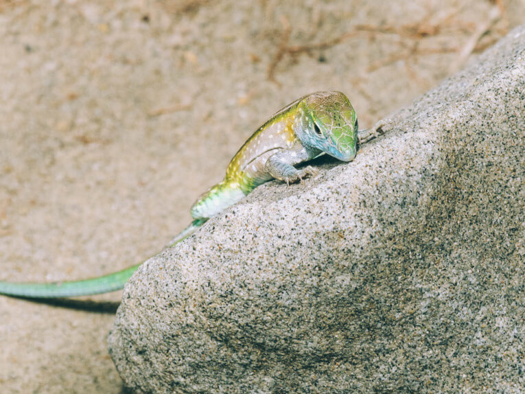 Visit Tatacoa Desert travel guide: one of the natural wonder of Colombia