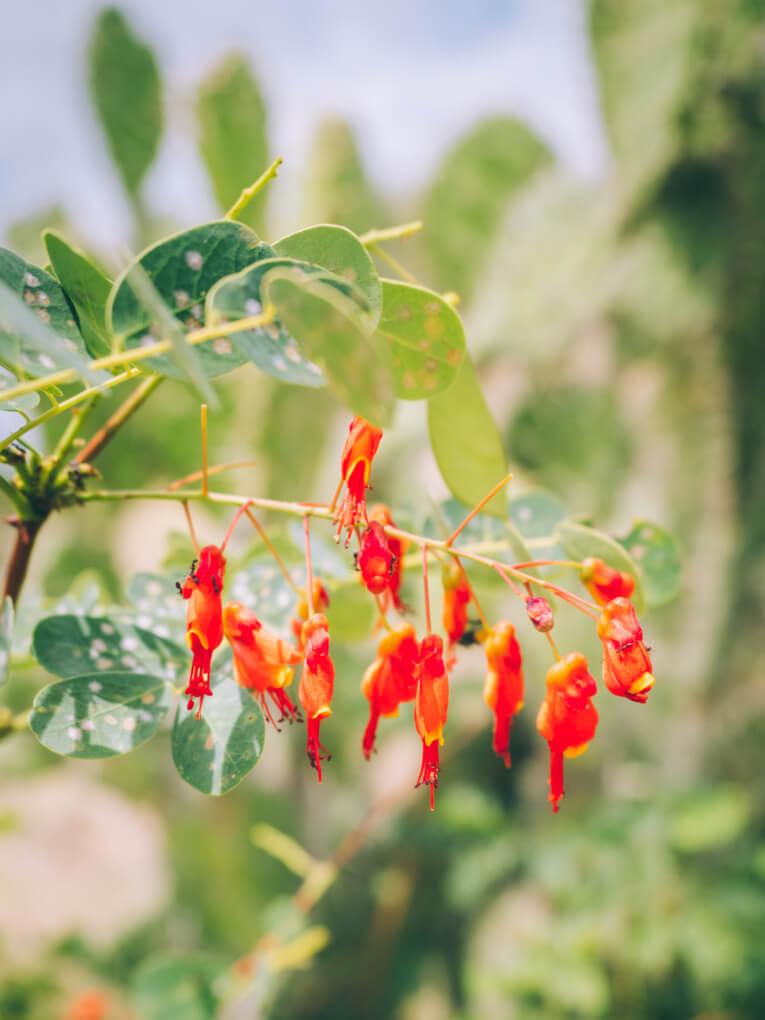 Visit Tatacoa Desert travel guide: one of the natural wonder of Colombia