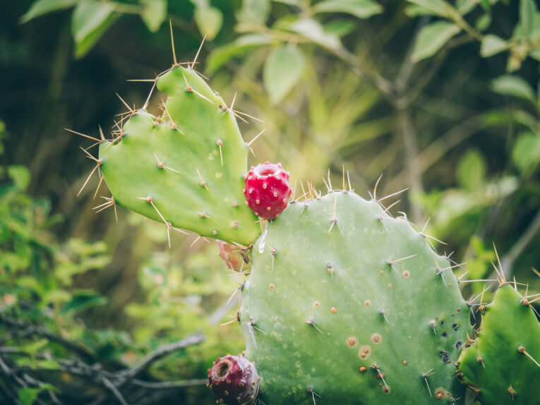 Visit Tatacoa Desert travel guide: one of the natural wonder of Colombia