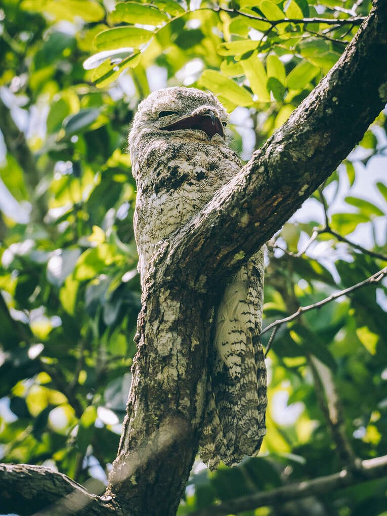Colombia Birdwatching travel guide: where to do birding in Colombia