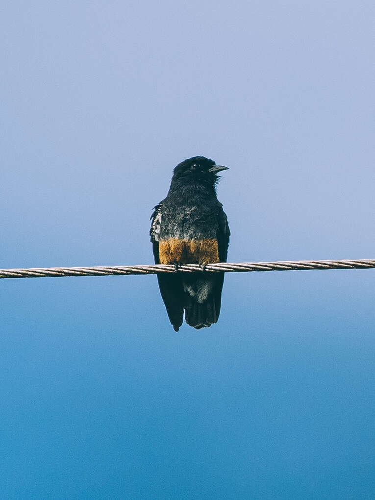 Colombia Birdwatching travel guide: where to do birding in Colombia