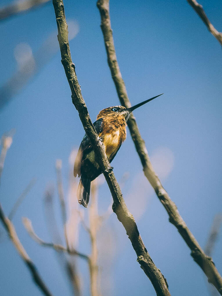 Colombia Birdwatching travel guide: where to do birding in Colombia