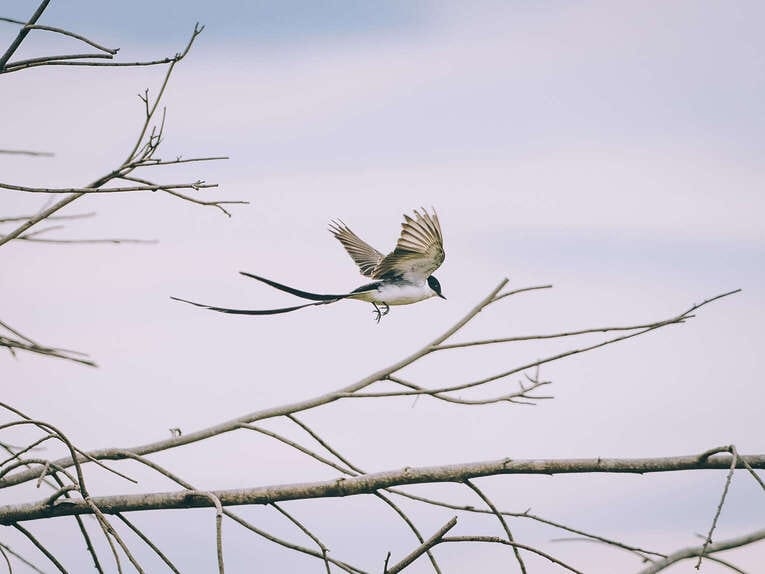 Colombia Birdwatching travel guide: where to do birding in Colombia