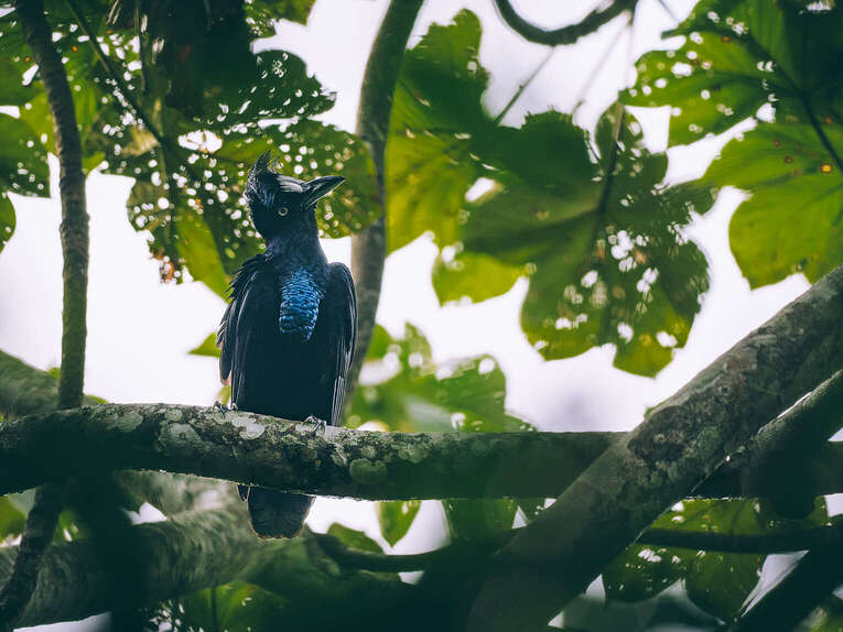 Colombia Birdwatching travel guide: where to do birding in Colombia