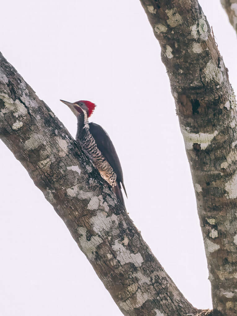 Colombia Birdwatching travel guide: where to do birding in Colombia