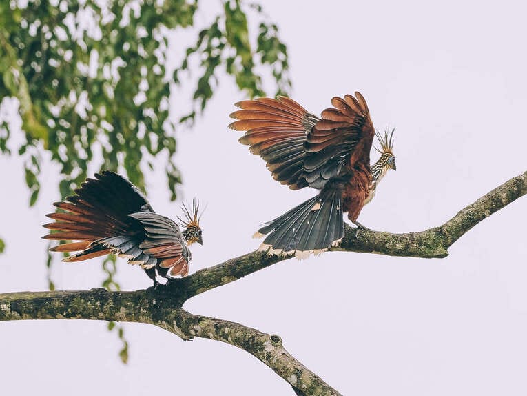Colombia Birdwatching travel guide: where to do birding in Colombia