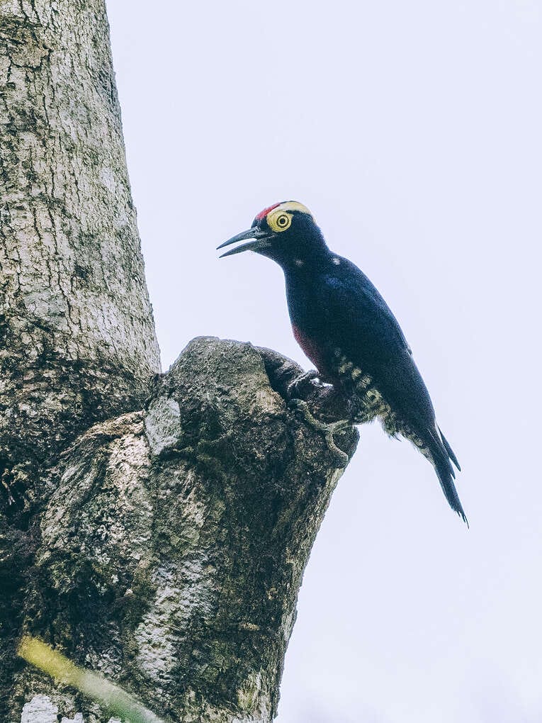 Colombia Birdwatching travel guide: where to do birding in Colombia