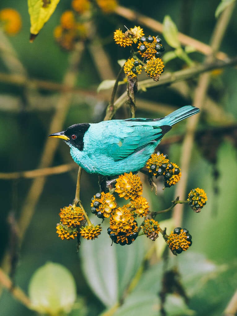 Colombia Birdwatching travel guide: where to do birding in Colombia