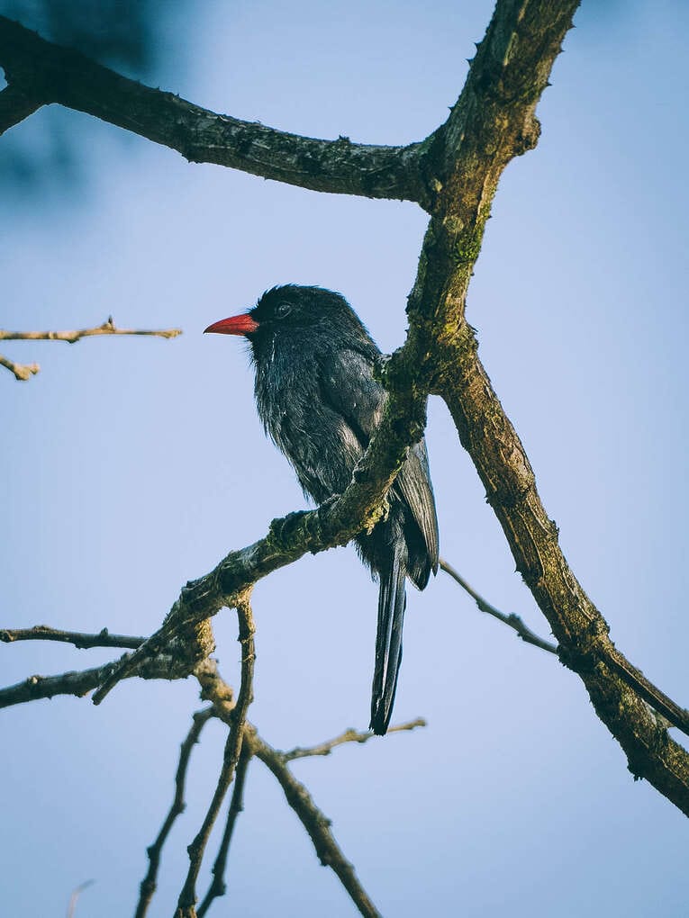 Colombia Birdwatching travel guide: where to do birding in Colombia