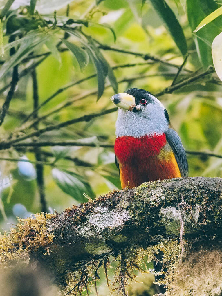 Colombia Birdwatching travel guide: where to do birding in Colombia
