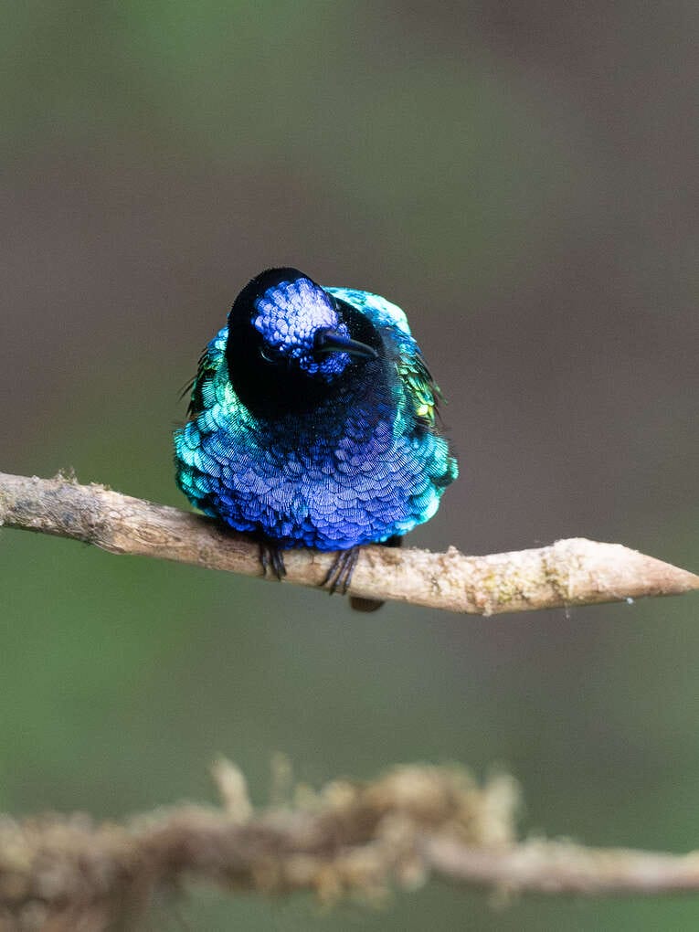 Colombia Birdwatching travel guide: where to do birding in Colombia