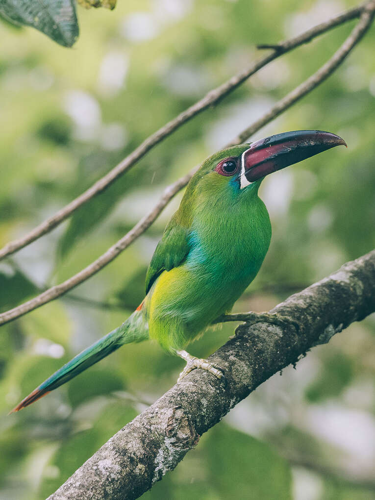 Colombia Birdwatching travel guide: where to do birding in Colombia